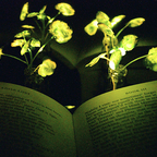Растения-светлячки