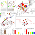 Mining the chemical diversity of the hemp seed ( Cannabis sativa L.) metabolome
