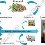 Elucidation of synergistic interactions between anionic polysaccharides and hemp seed protein isolate