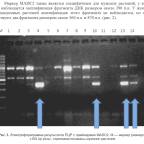 ПОЛО-специфические ДНК-маркеры для оценки качества семян однодомных сортов конопли посевной