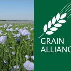 Семеноводством льна займется Grain Alliance 