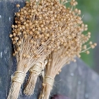 Лён масличный - текстильное сырье