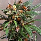 Пчелиное сообщество Cannabis sativa