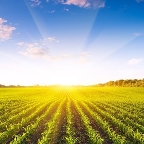 Органическое сельское хозяйство – новые возможности