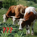 Нужна ли конопля корове?