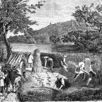 Конопляное земледелие США XIX века