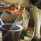 Лён и коровье молоко