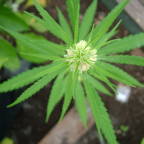 Уголовно наказуемые размеры выращивания растений, содержащих наркотические средства 