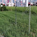 Демонстрация сортов льна масличного на Всероссийском дне поля