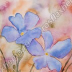 Blue Flax Wildflower Impression