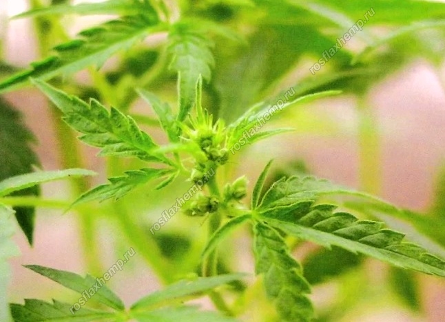 Женская марихуана lancome hydra zen крем для чего