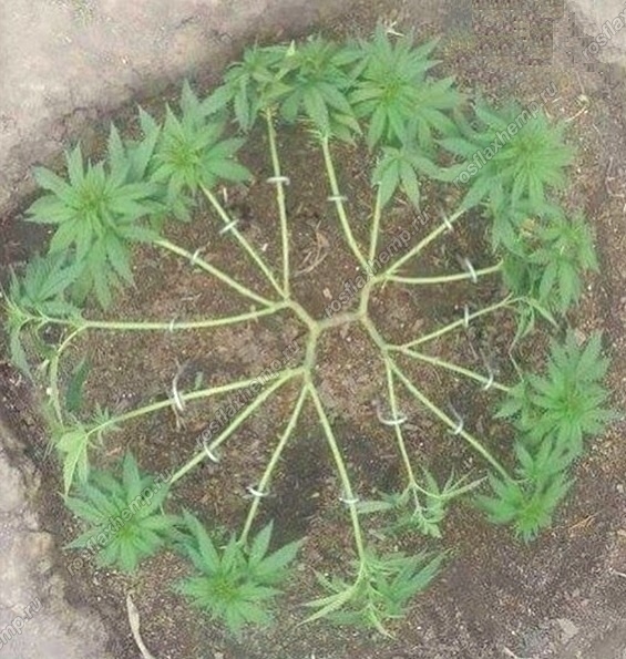 Клонирование конопли из листьев интоксикация марихуана