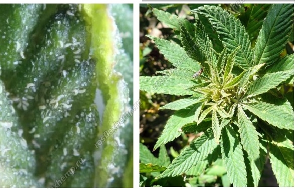 Вредители растения конопля влияние марихуаны на зародыш