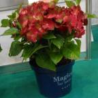 Hydrangea macrophylla Magical Four Seasons. Ruby Tuesday