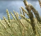 колосья  пшеницы на старом льняном поле