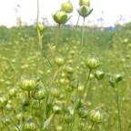 Семеноводство и селекция - основа урожайности льносоломы и качества волокна из него